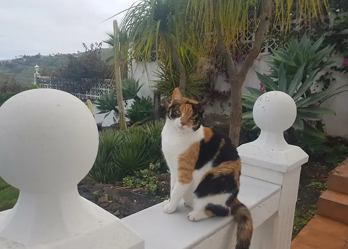 아파트 Larnia De Tenerife *