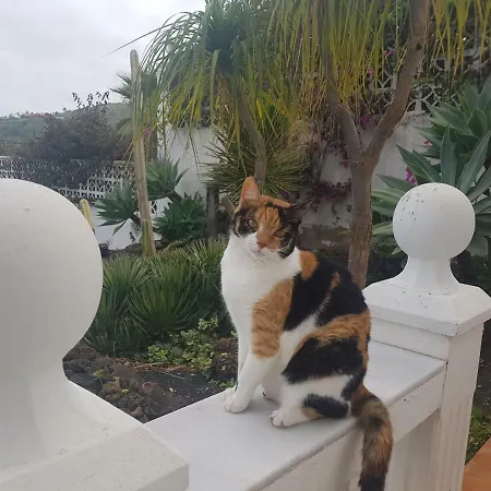 Apartment Larnia De Tenerife *